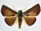 Eublemma pyrochroa